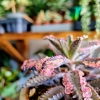 Kalanchoe Tubiflora Pink Butterfly