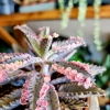 Kalanchoe Tubiflora Pink Butterfly