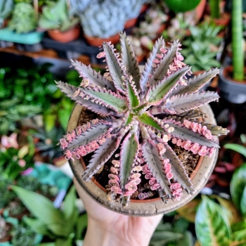 Kalanchoe Tubiflora Pink Butterfly