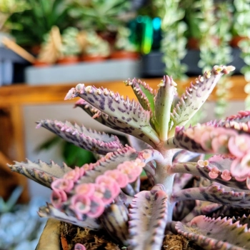 Kalanchoe Tubiflora Pink Butterfly