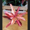 Kroton Pink Star