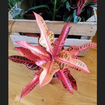 Kroton Pink Star
