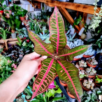 Kroton Pink Star