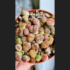 Lithops Blush Crust
