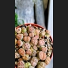 Lithops Blush Crust