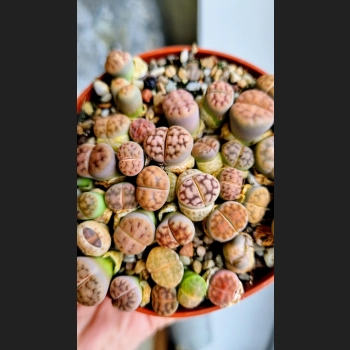 Lithops Blush Crust