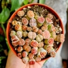 Lithops Rust Stone