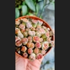 Lithops Rust Stone