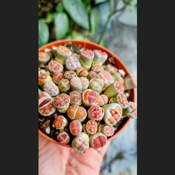 Lithops Rust Stone
