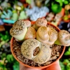 Lithops Superform