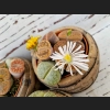 Lithops Superform