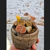 Lithops Superform