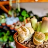 Lithops Superform