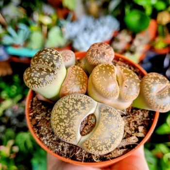 Lithops Superform