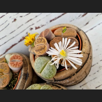 Lithops Superform