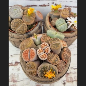 Lithops Superform