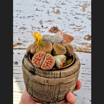 Lithops Superform