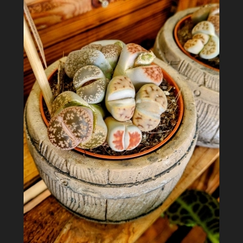 Lithops Superform