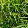 Mimoza wstydliwa