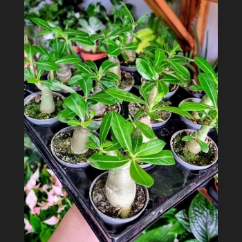 Mini Baobab Adenium Obesum