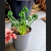 Albuca Spiralis