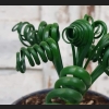 Albuca Spiralis