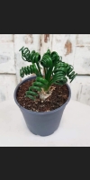 Albuca Spiralis