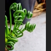 Albuca Spiralis