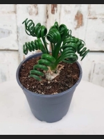Albuca Spiralis