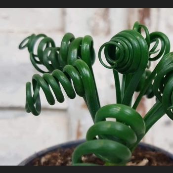 Albuca Spiralis