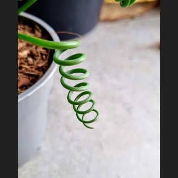 Albuca Spiralis