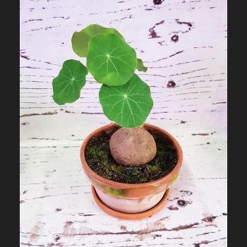 Stephania Erecta