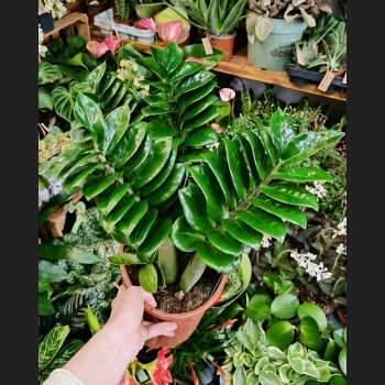 Zamioculcas Zenzi