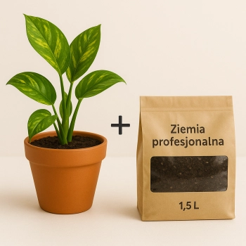 Albuca Spiralis w zestawie z dedykowanym podłożem