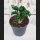 Albuca Spiralis