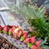 Opuntia Azurea