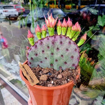 Opuntia Azurea