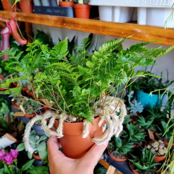 Paproć Davalia Tyermanii Humata