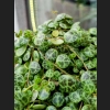 Peperomia Prostrata