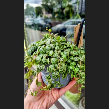 Peperomia Prostrata