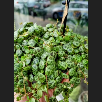Peperomia Prostrata