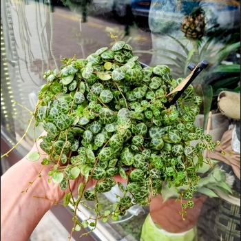 Peperomia Prostrata
