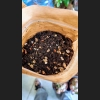 Specjalistyczne podłoże do Hoyi i Dischidii 1,5l