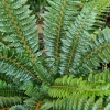 Polystichum Neolobatum