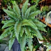 Polystichum Neolobatum