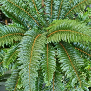 Polystichum Neolobatum