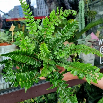Polystichum Neolobatum