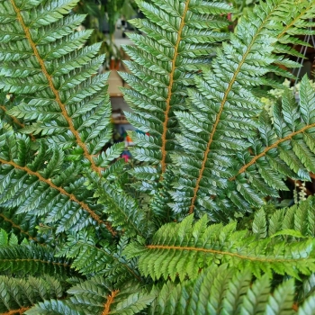 Polystichum Neolobatum
