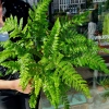 Paproć Polystichum