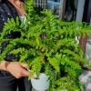 Paproć Polystichum